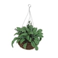 thumbnail image 2 of Cesta de Mimbre Zulema Miniatura Planta en miniatura, 2 of 5