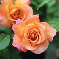 Rosie the Riveter™ Floribunda Rose by Heirloom Roses - Live Orange Rose Bush