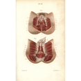 thumbnail image 2 of Circulatory System To The Genitals Poster Print By ® Florilegius Mary Evans (24 X 36), 2 of 4