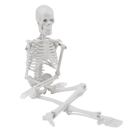- HURRISE Human Anatomical Skeleton Model w/ STAND for Doctor/Student