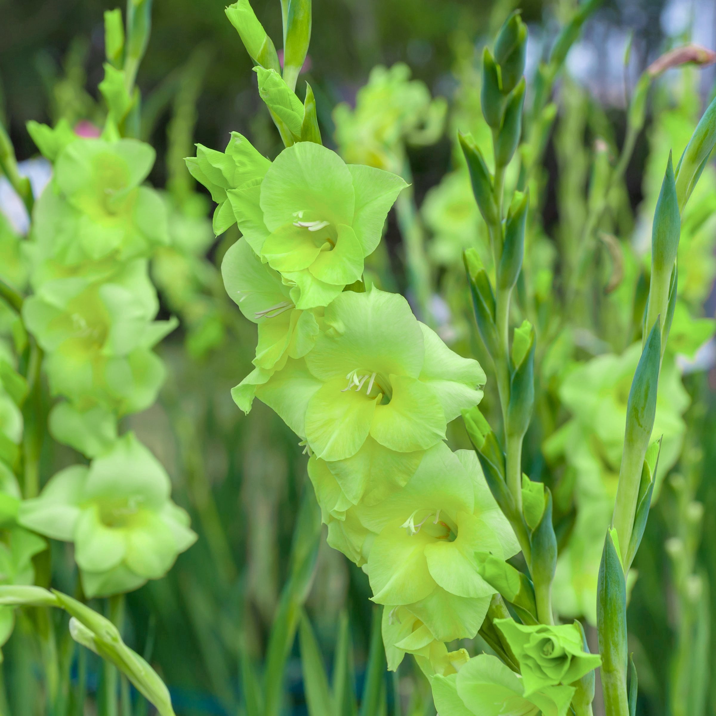 National Plant Network Gladioli Bowie Bulbs (10-Pack)