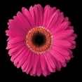 thumbnail image 2 of Christensen, Jim 26x26 Gold Ornate Wood Framed with Double Matting Museum Art Print Titled - Pink Gerbera Daisy, 2 of 4