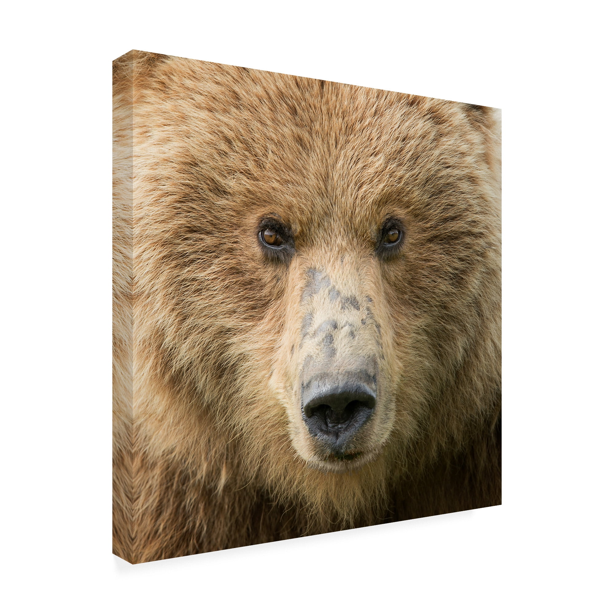 Trademark Fine Art 'Bear Life I' Canvas Art by PHBurchett