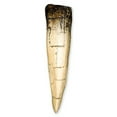 thumbnail image 3 of Tyrannosaurus Rex Dinosaur Tooth (5 in) (Recreation), 3 of 4