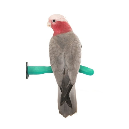 Bird Safety Perch - Sweet Feet and Beak Safety Pumice Perch for Birds- Helps Stimulate Leg Muscles and Promotes Healthy Feet