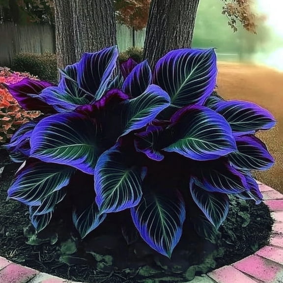 Garden Elegance Decor/ Hostas/rhizomes/ Plants For Planting/ Premium Garden Stakes Perfect for Garden/ Striking