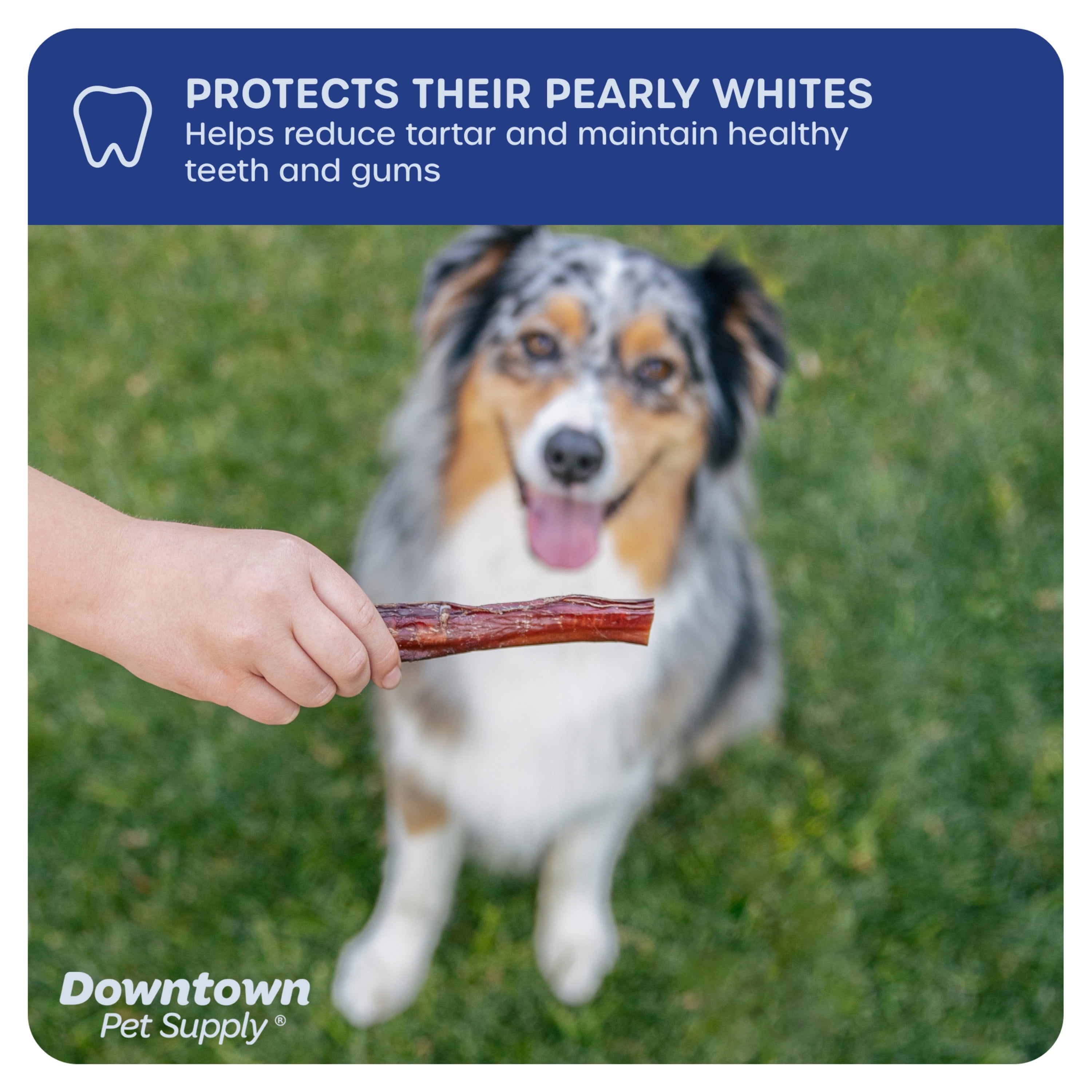 Downtown Pet Supply Bully Sticks For Dogs Rawhide Free Dog Chews 48 Pack