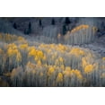 thumbnail image 2 of Jaynes Gallery 18x13 Gold Ornate Wood Framed with Double Matting Museum Art Print Titled - USA-Colorado-White River National Forest Aspen forest in autumn, 2 of 4