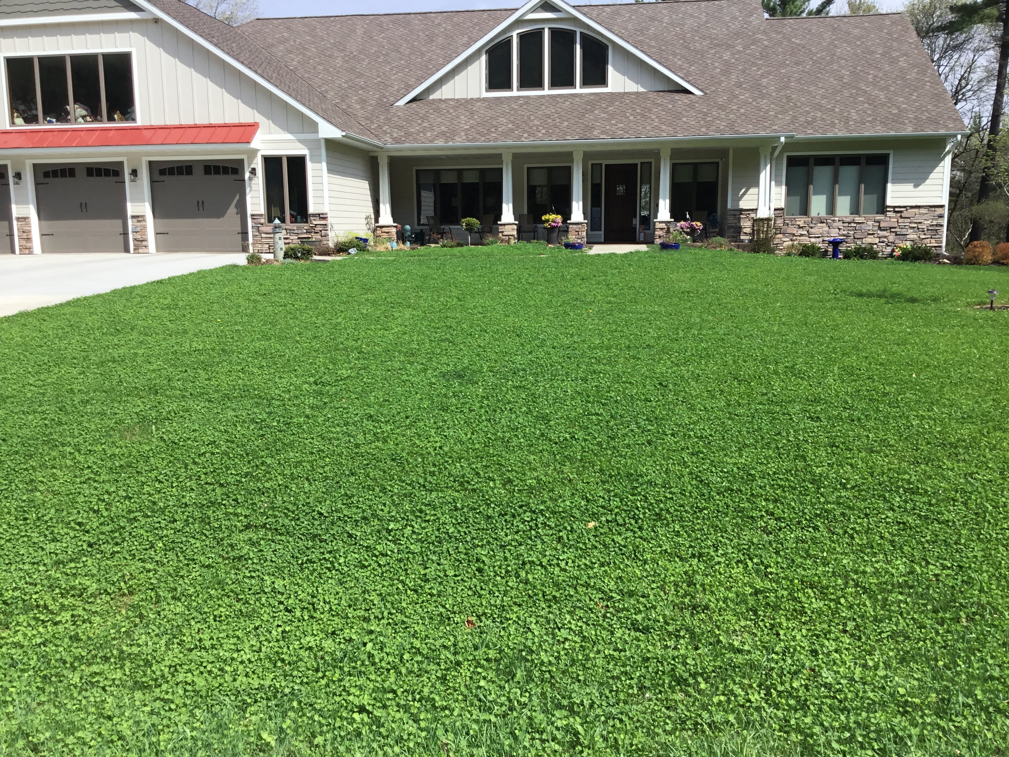 Flawn 2000 Sqft Micro Clover Seed Flower Seeds, Perennial Ground Cover