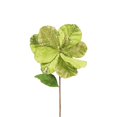 thumbnail image 1 of Fleur de Lime Amaryllis&44; 22 & 10 Po., 1 of 1