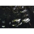 thumbnail image 2 of A school of archerfish  Raja Ampat  Indonesia. Poster Print by VWPics/Stocktrek Images, 2 of 2