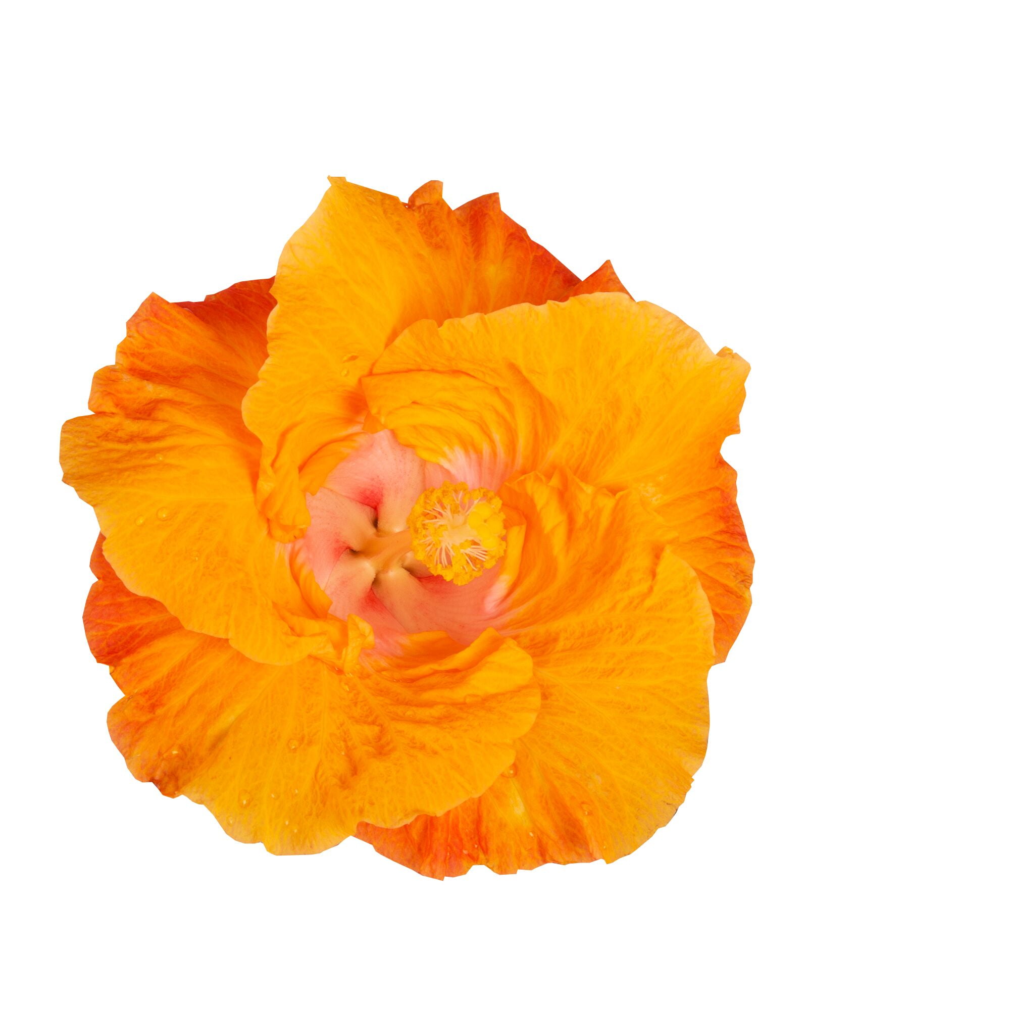 Island Blooms Live Indoor 14in. Tall Hibiscus Plant in 5in. Grower's pot