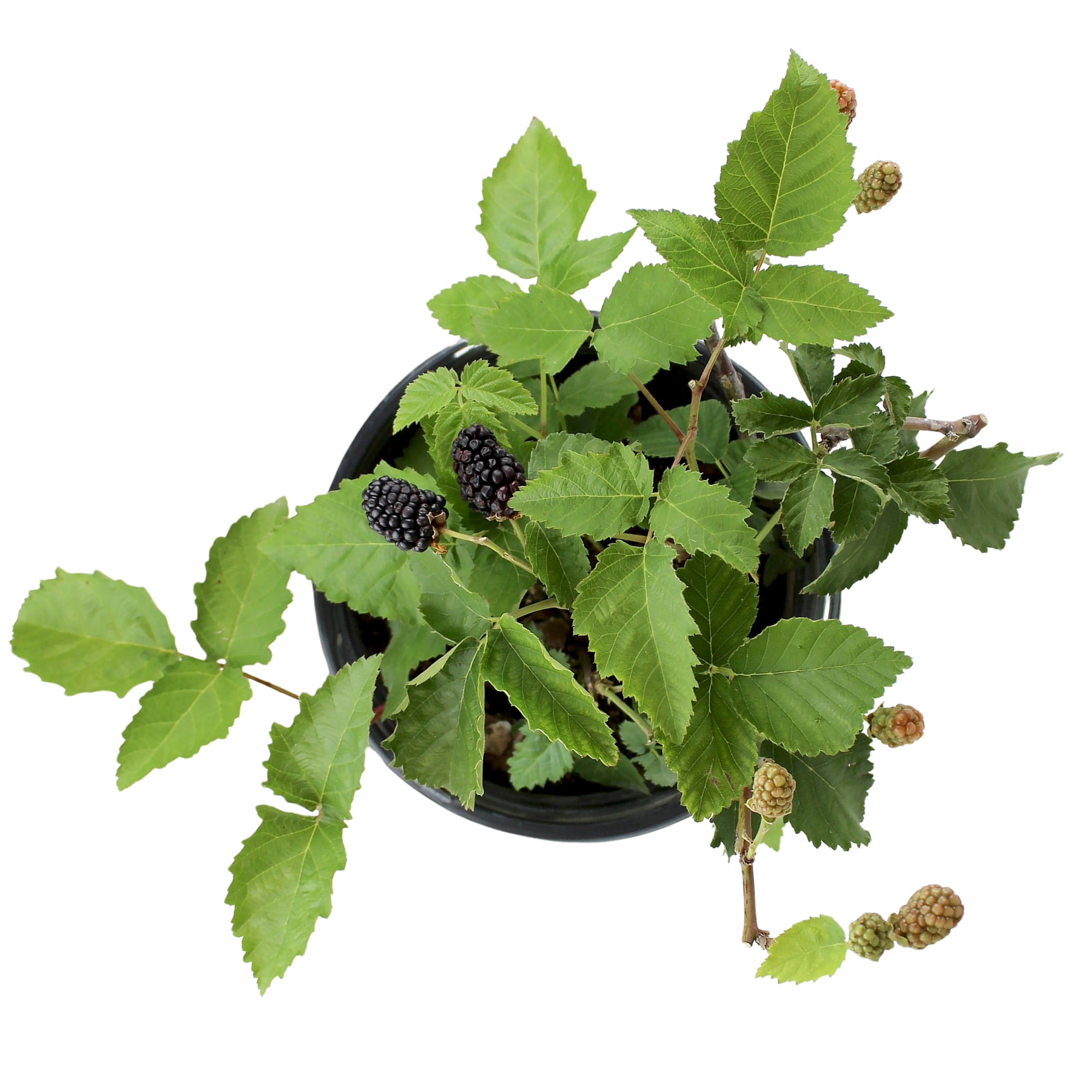 "Expert Gardener Thornless Apache Blackberry Bush, 12""-18"" Tall