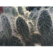1 Cutting, Opuntia polyacantha erinacea, Mojave, Grizzly Prickly Pear long spine