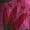Pink, variant on Summer Pants for Women Wide Leg Pants High Waist Patterned Pants Lightweight Loose Fit Casual Colorful Trouser Imitation Jeans Womens Pants Casual & Wide Leg