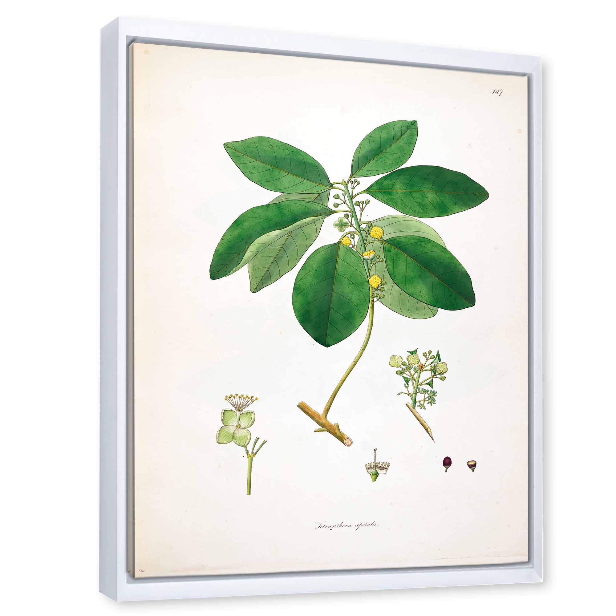 Designart 'Ancient Botanicals V' Farmhouse Framed Canvas Wall Art Print