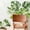 04#Green, variant on Bxaolu Tropical Palm Leaves Wall Decals - Nature Monstera Leaf Green Plants Wall Art Stickers for Living Room Sofa TV Background Decor, 05#Green
