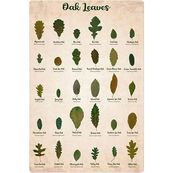 5.5x8 Inch Types Of Oak Leaves Metal Tin Signs Wall Decor Arborist Knowledge Retro Posters Oak Leaves Study Guide Plaque Decoration Home Patio Farmhouse