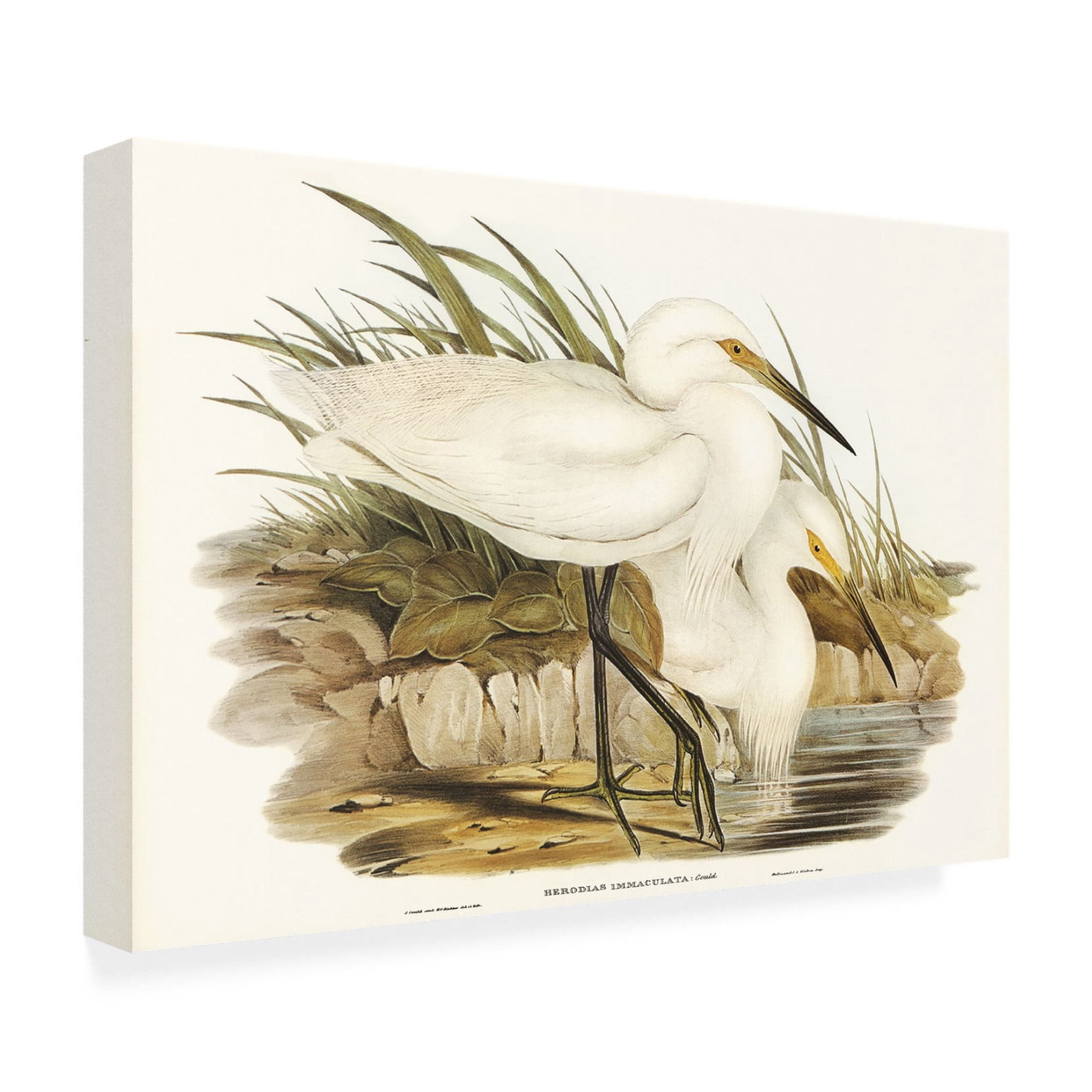 Trademark Fine Art Elizabeth Gould Waterbird Pairing I Canvas Wall Art