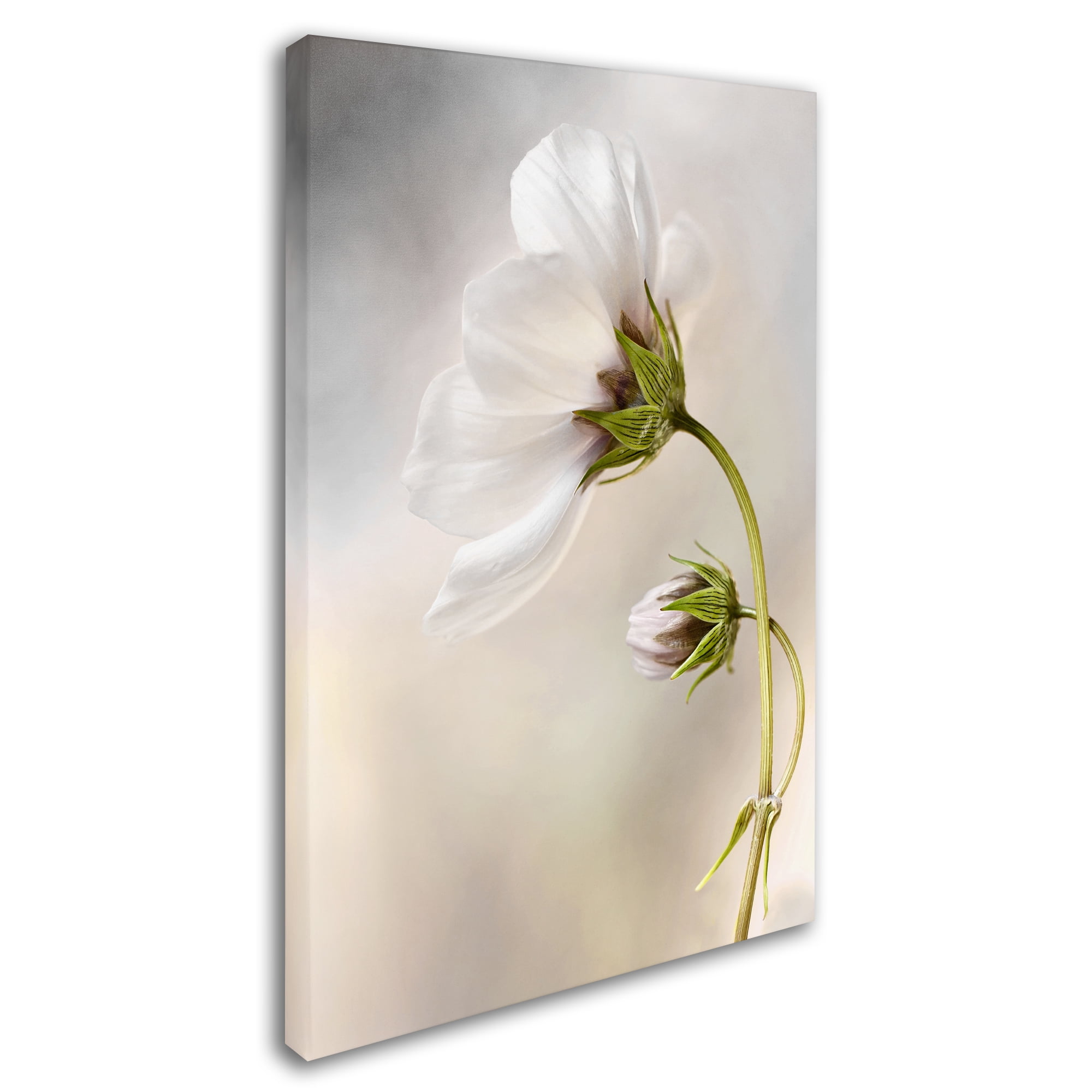 Mandy Disher 'Heavenly Cosmos' Canvas Art