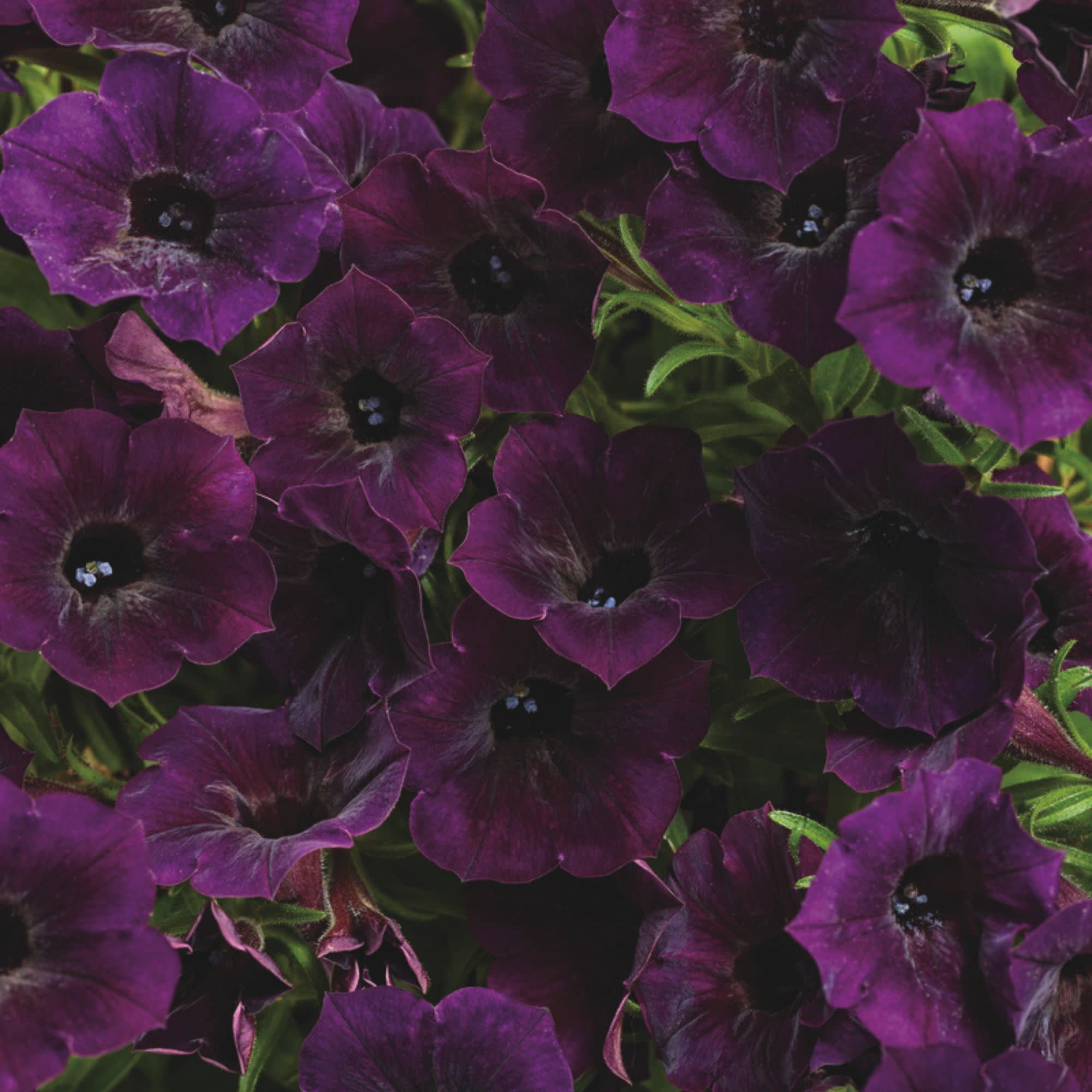 Proven Winners 4" Purple Supertunia Mini Vista Midnight Petunia Live Plant in 4.25" Pot (4 Count)
