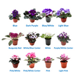thumbnail image 2 of 8-Pack of 4” Pot African Violets, Saintpaulia ionantha, from 12 Available Colors, Colors May Vary but All Different, African Violet Live Plant, African violet plants, Plant Gifts, Holiday Gifts, 2 of 7