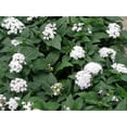 thumbnail image 2 of American Plant Exchange White Pentas Plant in 6" Pot, Vibrant Star Flowers, Full Sun, Easy Care, 2 of 5