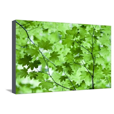 - USA, California, Redwoods NP. Spring Canopy of Vine Maple Leaves Stretched Canvas Print Wall Art By Jean Carter
