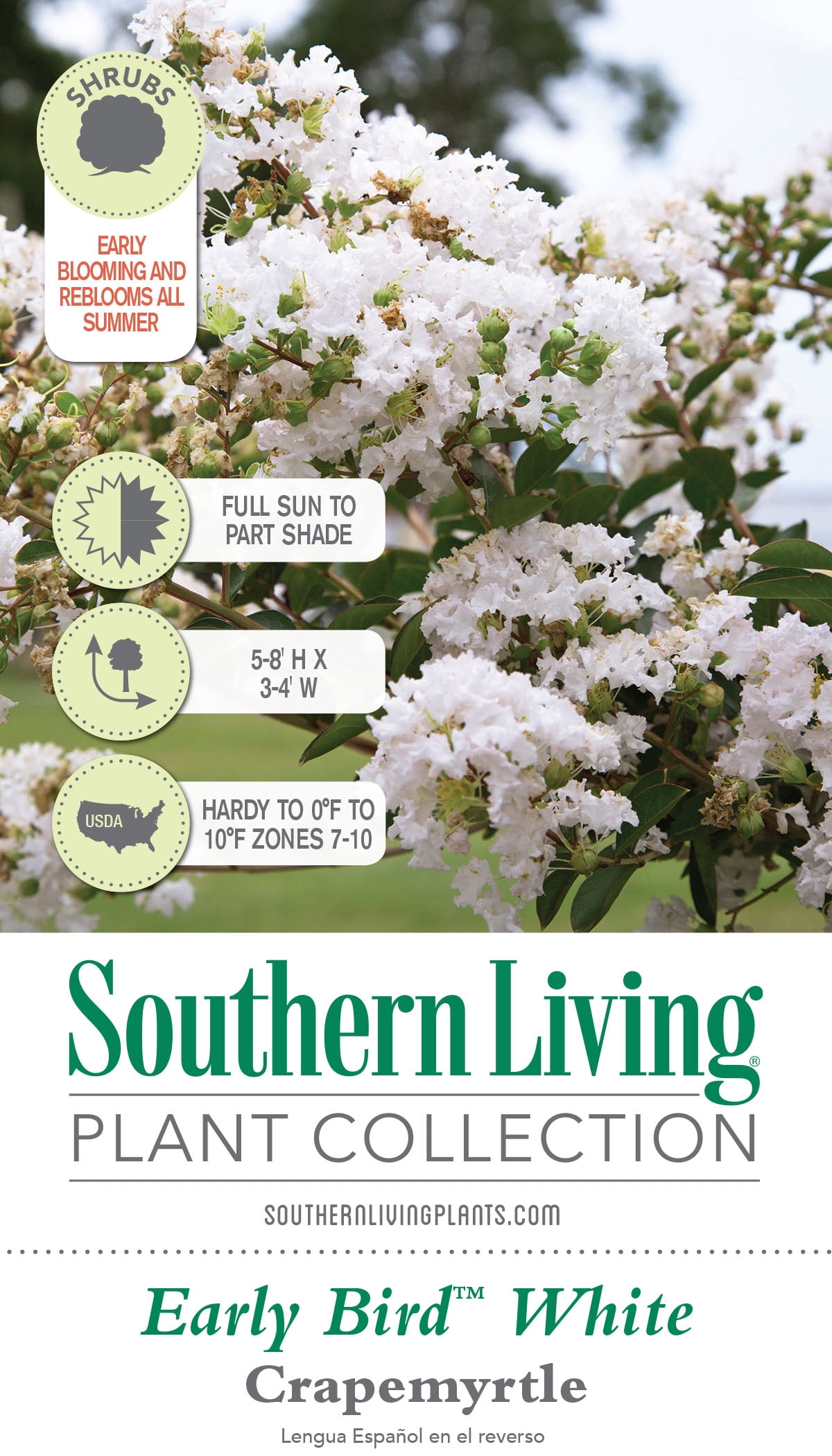 Southern Living Early Bird White Crapemyrtle Live Shrub in 3-Gallon Grower Pot