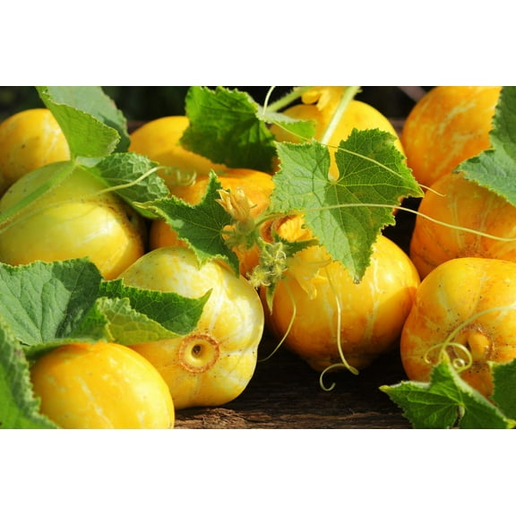 100 *Seeds LEMON CUCUMBER Cucumis Sativus Fruit Vegetable Seeds