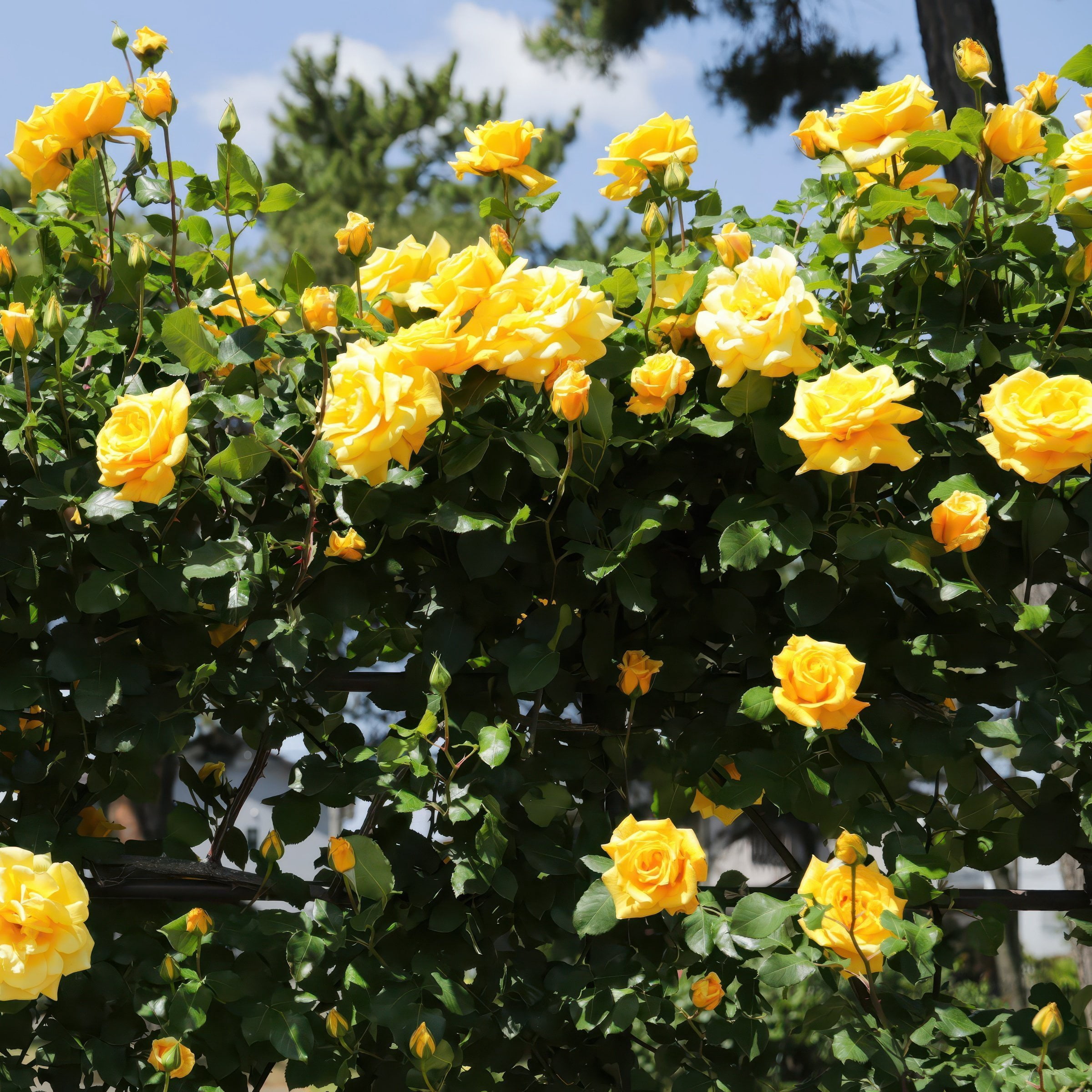 National Plant Network Bare Root Rose Royal Gold with Yellow Flowers (5-pack)