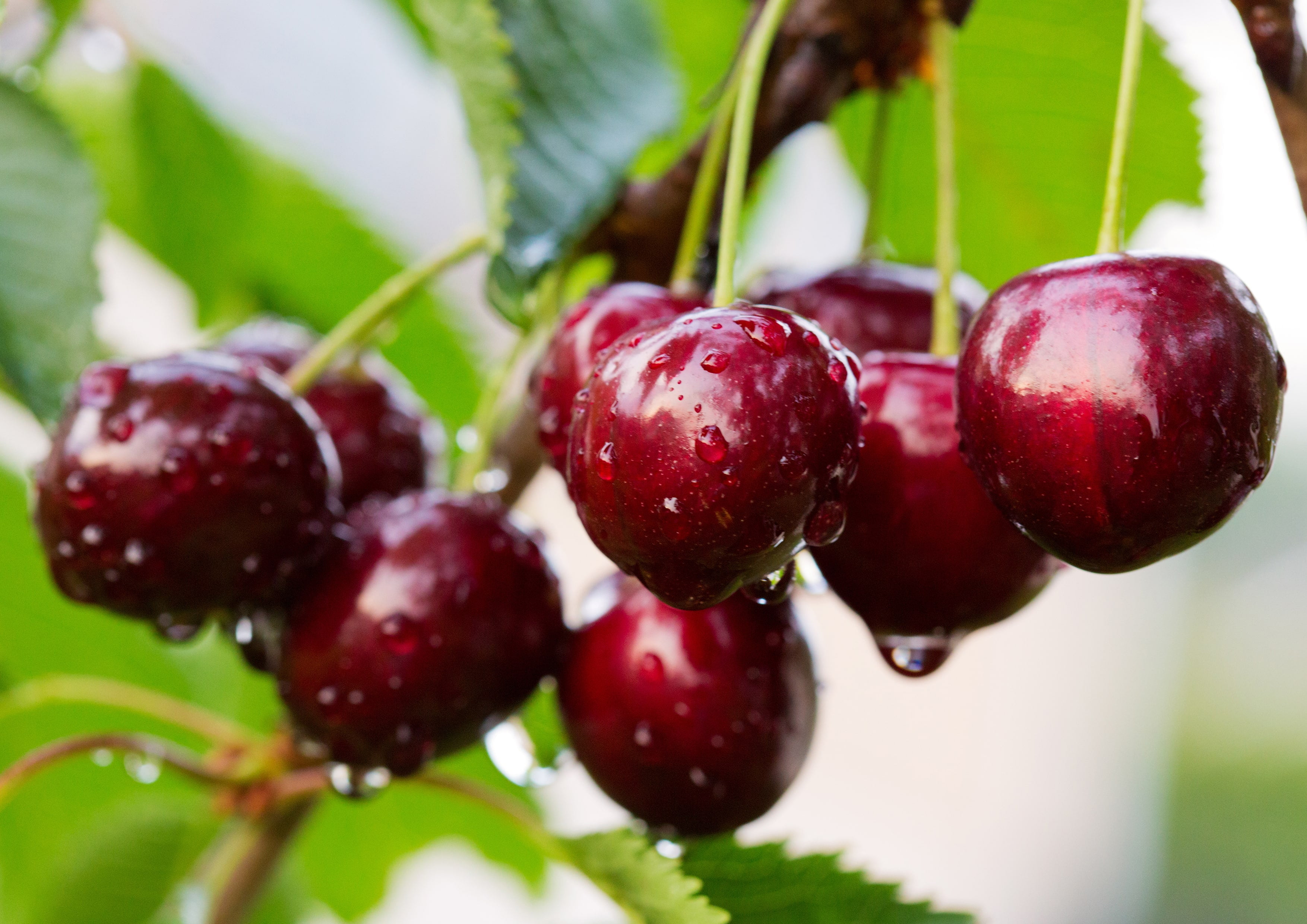 Organic Dried Unsweetened Sour Cherries, 8 Pounds — Non-GMO, Raw, Vegan — by Food to Live
