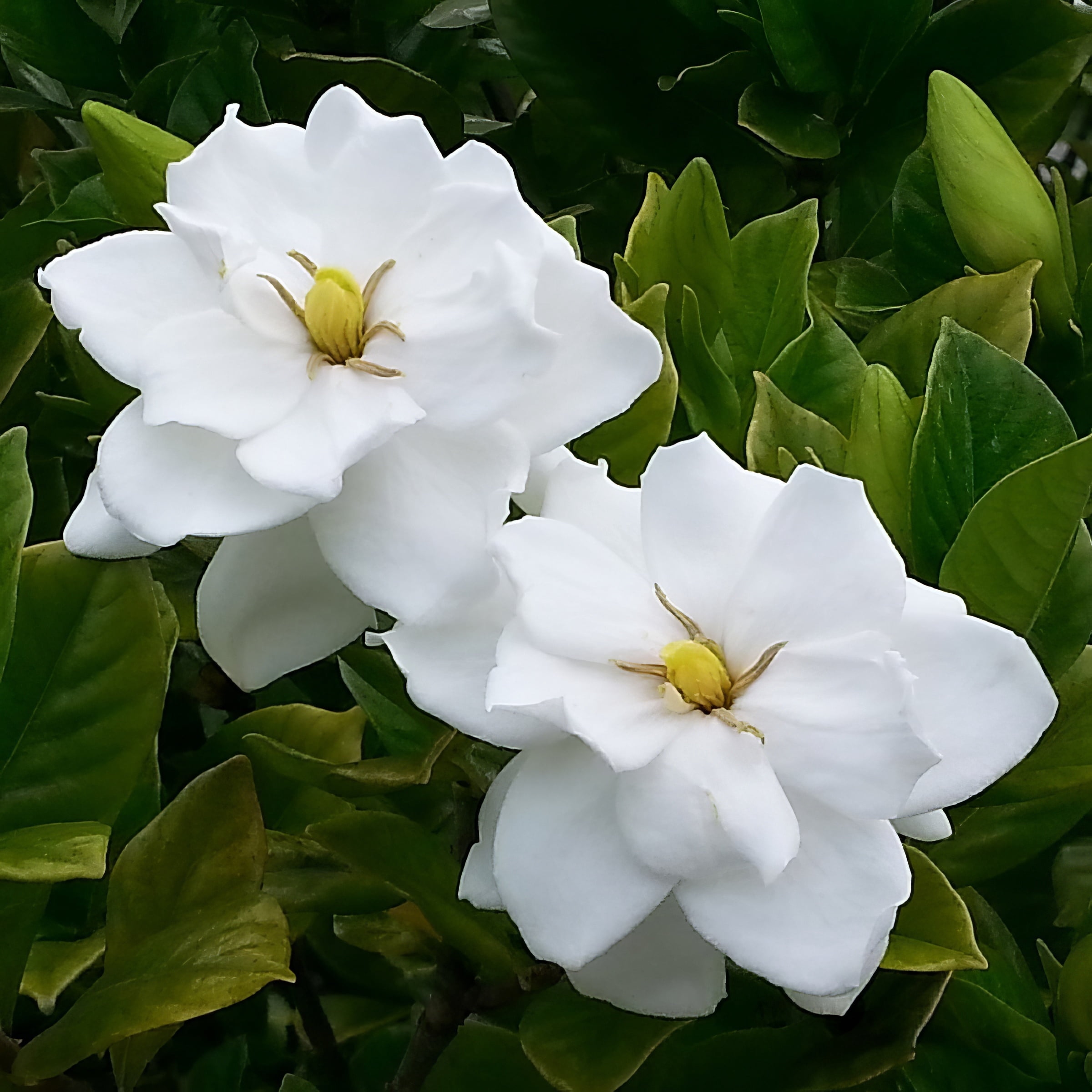 1 gal Gardenia 'August Beauty' Live Shrub with Partial Sunlight