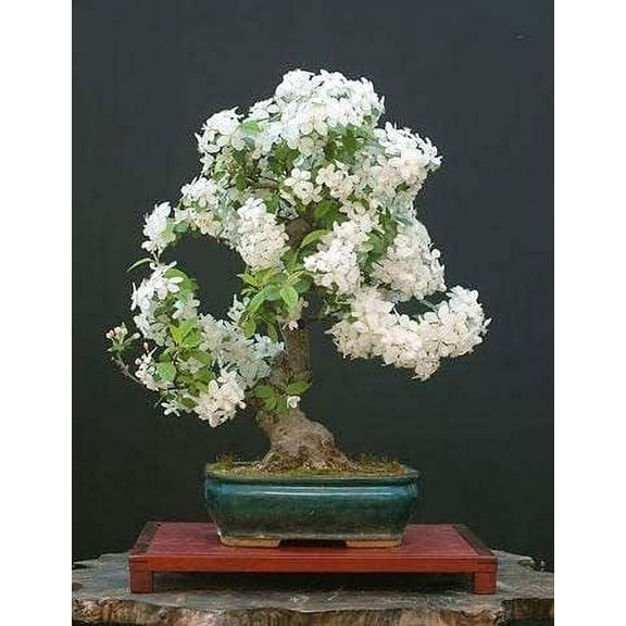 CZ Grain 25 Bonsai White Jasmine Tree Plant Seeds