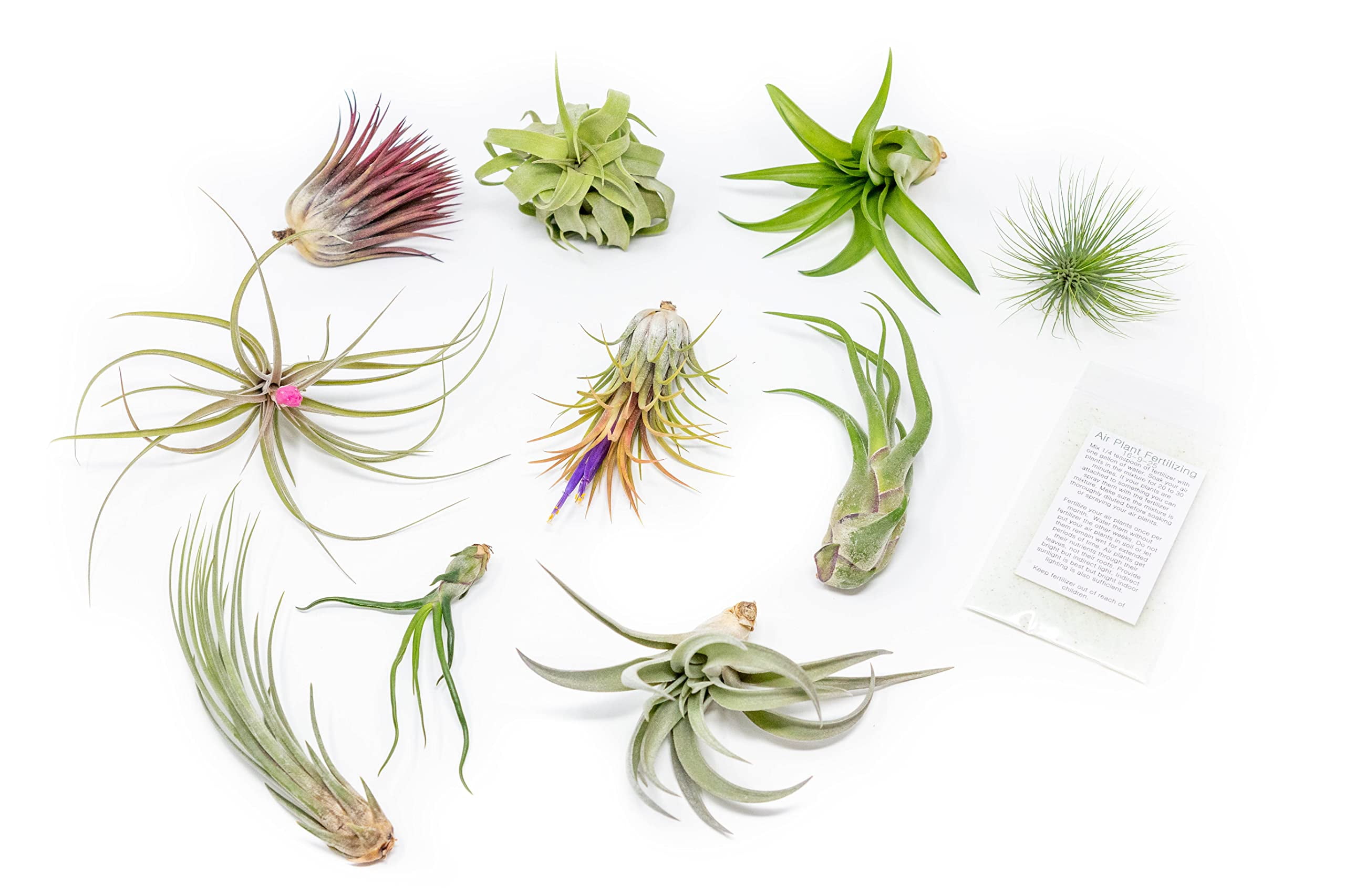 Grab Bag Pack Small & Medium Air Plants Fertilizer Packet Wholesale