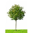 thumbnail image 2 of Rowan Tree Wall Mural by Wallmonkeys Peel and Stick Graphic (18 in H x 14 in W) WM238463, 2 of 4