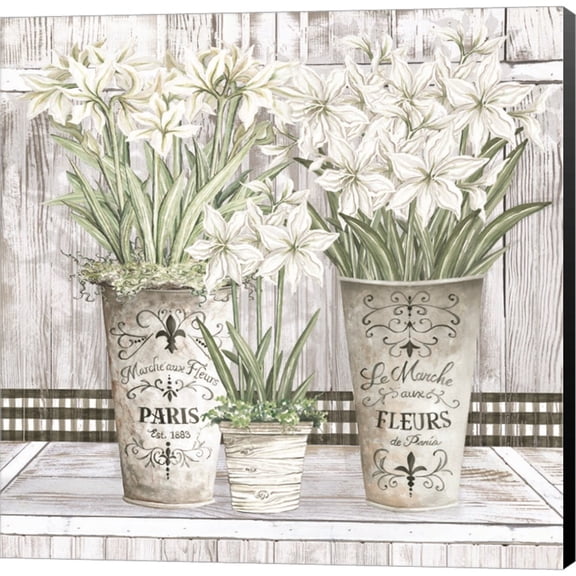 Great Art Now Amaryllis Multi Pots by Cindy Jacobs, Canvas Wall Art, 24W x 24H