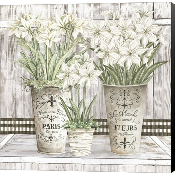 Great Art Now Amaryllis Multi Pots by Cindy Jacobs, Canvas Wall Art, 24W x 24H
