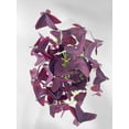 thumbnail image 6 of Bumble Plants Purple Oxalis Triangularis Live Plants in 4" Nursery Pot, 6 of 7