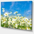 thumbnail image 1 of Designart - Marguerites Blanches sous Ciel Bleu Vif - Impression sur Toile Florale, 1 of 2