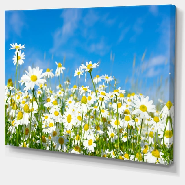 Designart - Marguerites Blanches sous Ciel Bleu Vif - Impression sur Toile Florale