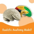 thumbnail image 2 of Sección transversal de recursos de aprendizaje de modelos cerebrales, 2 piezas, 7 o más, 2 of 6