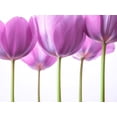thumbnail image 2 of Frank, Assaf 24x19 Gold Ornate Wood Framed with Double Matting Museum Art Print Titled - Purple Tulips, 2 of 4