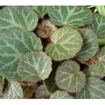 6 Strawberry Begonia Plants, Perennial, Flowers (2.5" Pots), Part-Sun, Live Plants