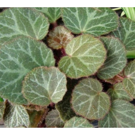 6 Strawberry Begonia Plants, Perennial, Flowers (2.5" Pots), Part-Sun, Live Plants