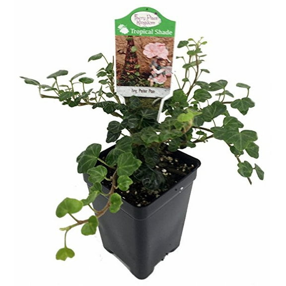 Peter Pan English Ivy - 2.5" Pot - Terrarium/Fairy Garden/House Plant