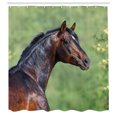 thumbnail image 2 of Ambesonne Horse Shower Curtain, Animal Photo from Its Back, 69"Wx75"L, Umber Peacock Green, 2 of 4