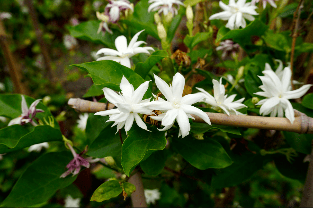 Jasmine Belle of India Live Starter Plant for Planting, Jasminum - Fragrant Flowering Vine for Garden Containers, 4 to 6 Inch Tall, Ship No Pot