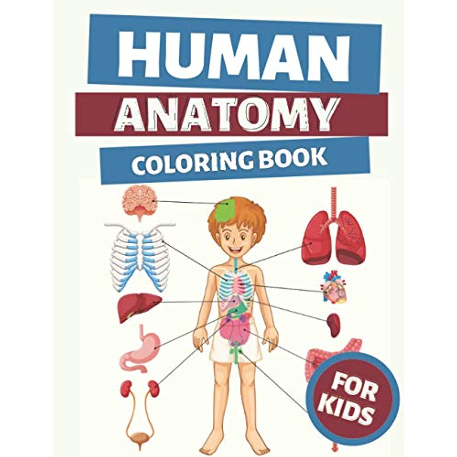 Human Anatomy Coloring Book For Kids: Human Body Colouring Pages ...