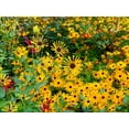 thumbnail image 5 of Seedville 300 Sweet Coneflower/ Rudbeckia Subtomentosa Flower Seed, 5 of 7